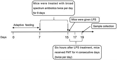 Fecal microbiota transplantation from HUC-MSC-treated mice alleviates acute lung injury in mice through anti-inflammation and gut microbiota modulation